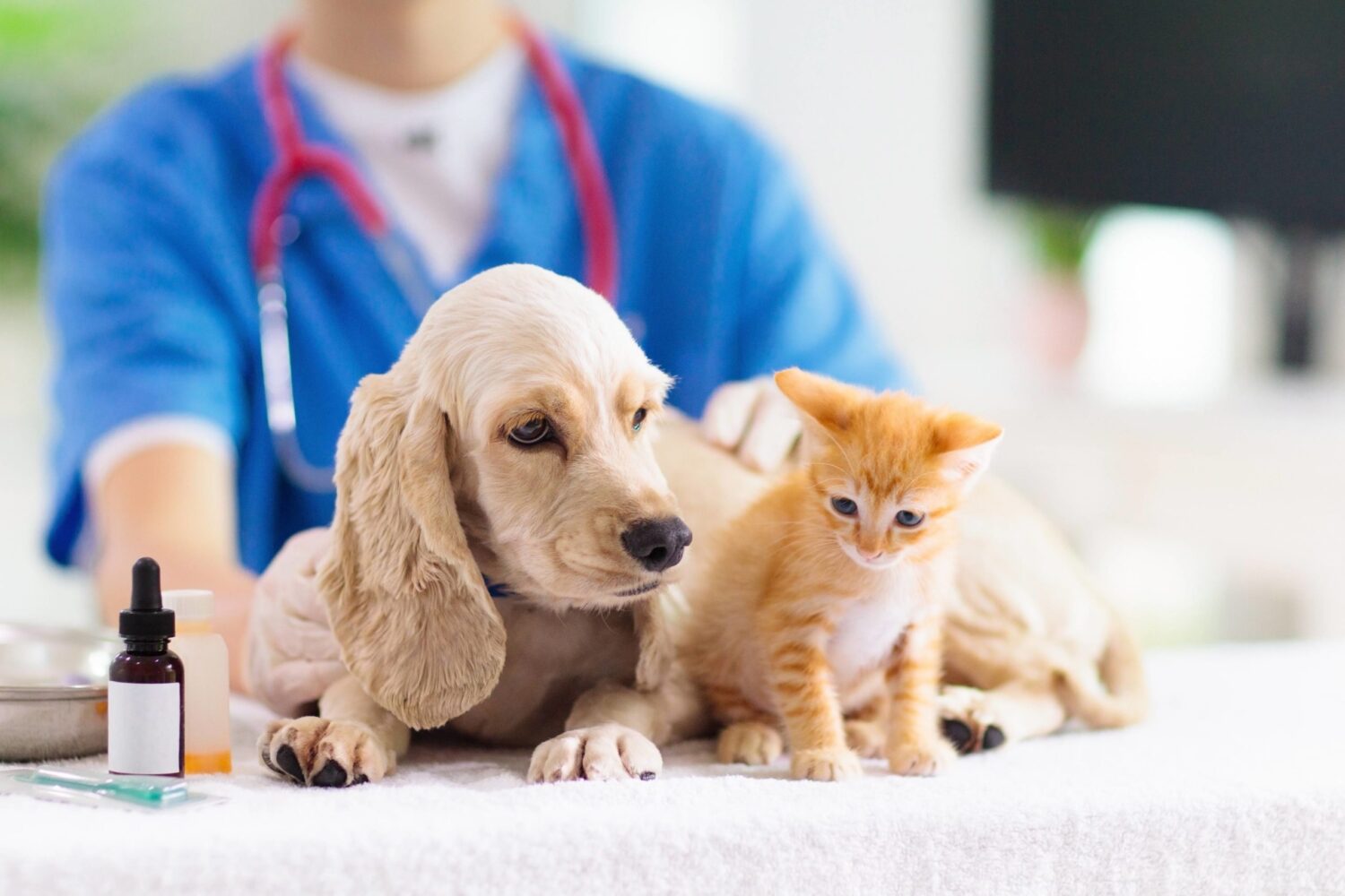 Вакцинация кошек и собак против бешенства – бесплатно!